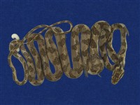 藏品(臺灣鈍頭蛇)的圖片